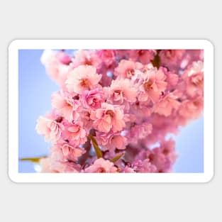 Bunch of cherry blossoms Sticker
